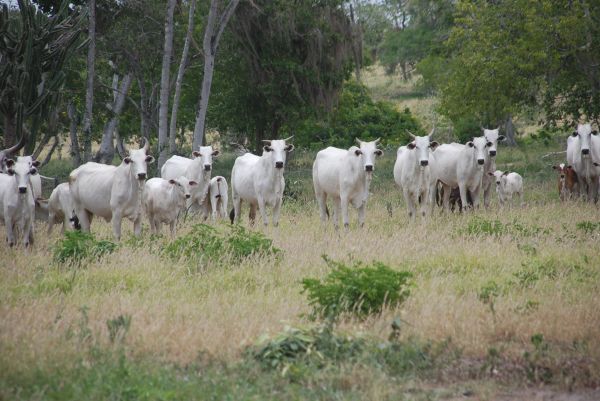 Lote 07 - 01 VACA NELORE