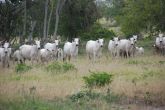 Lote 08 - 01 VACA NELORE